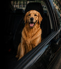 Golden Retriever Seat Cover